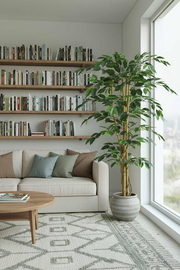 Ficus Tree 1.7m