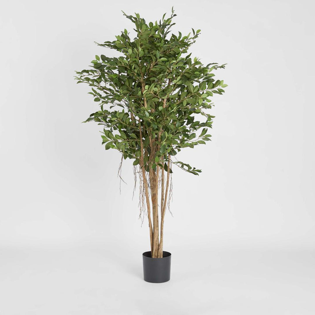 Ficus Retusa 1.8m