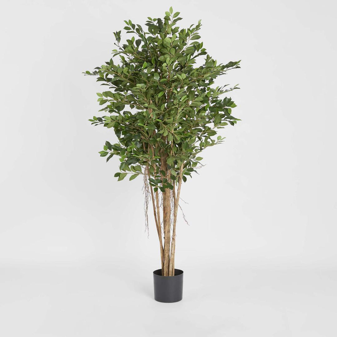 Ficus Retusa 1.8m
