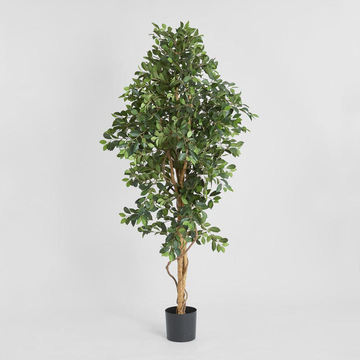Ficus Retusa Bush Tree 1.8m