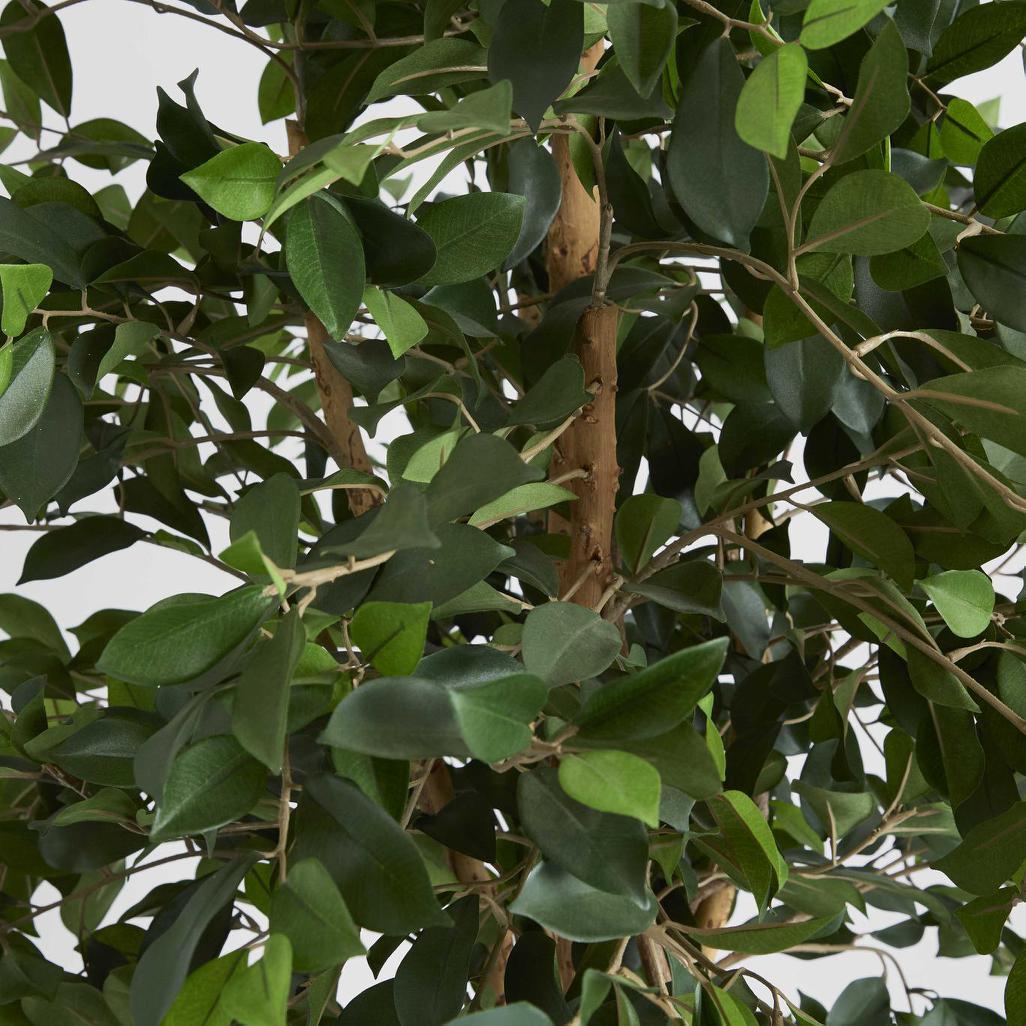 Ficus Retusa Bush Tree 1.8m