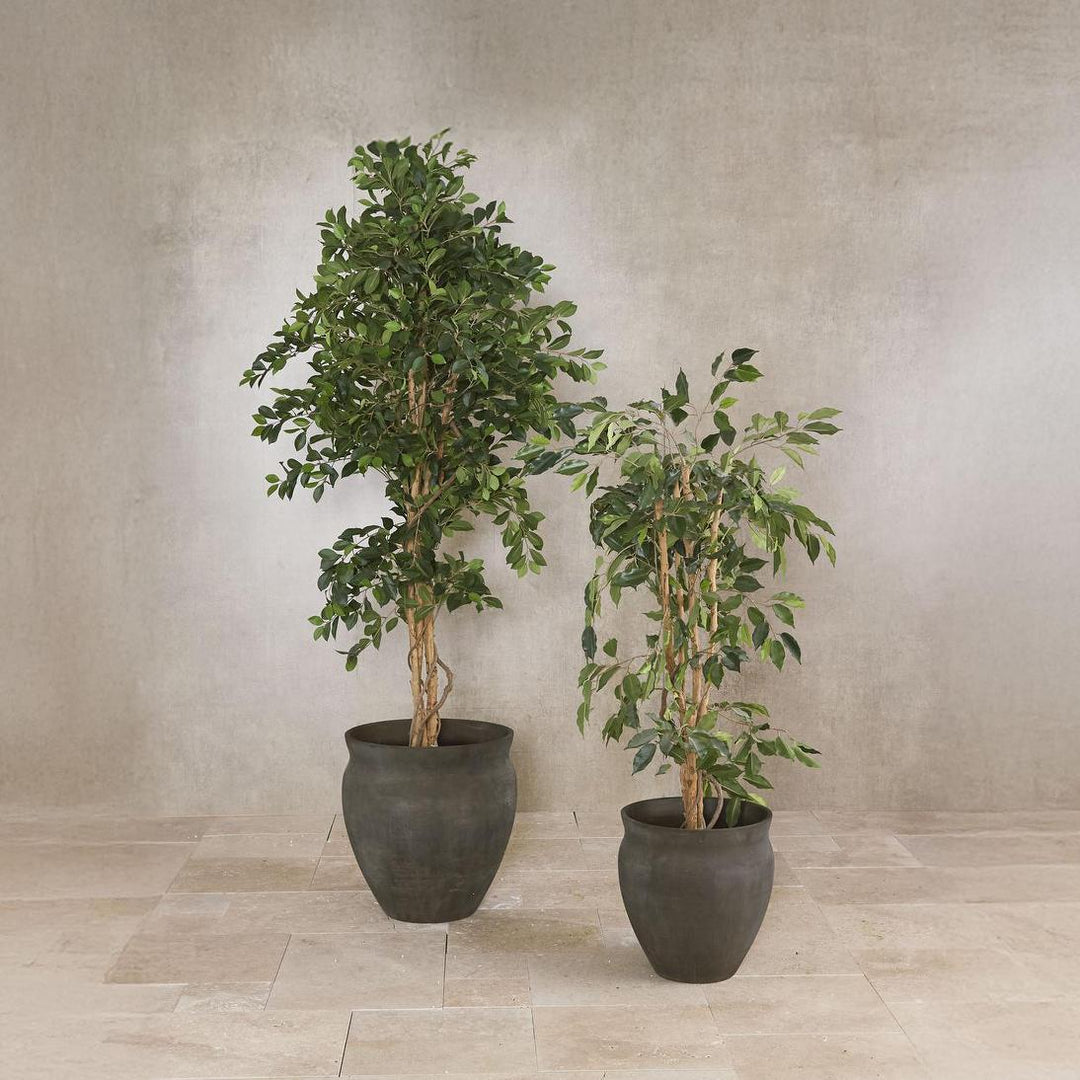 Ficus Retusa Bush Tree 1.8m