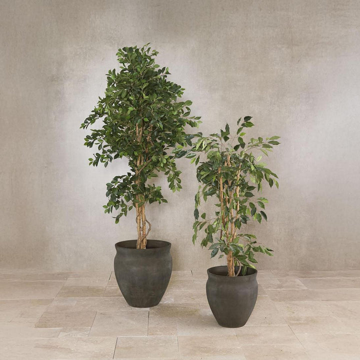 Ficus Retusa Bush Tree 1.8m