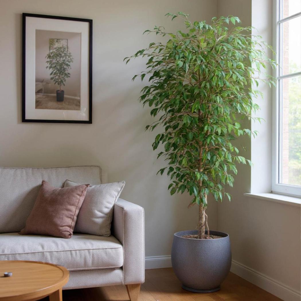 Ficus Vine Tree 1.8m