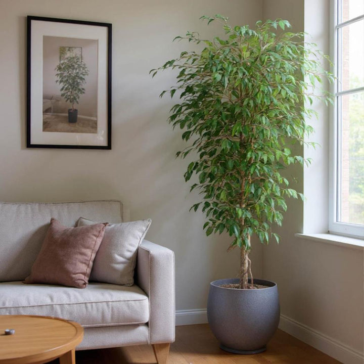 Ficus Vine Tree 1.8m