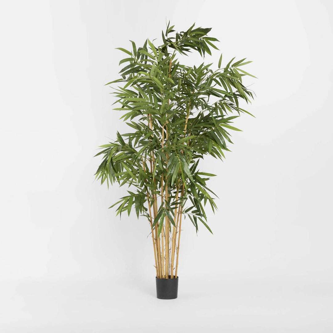 Giant Bamboo Tree 2.4m