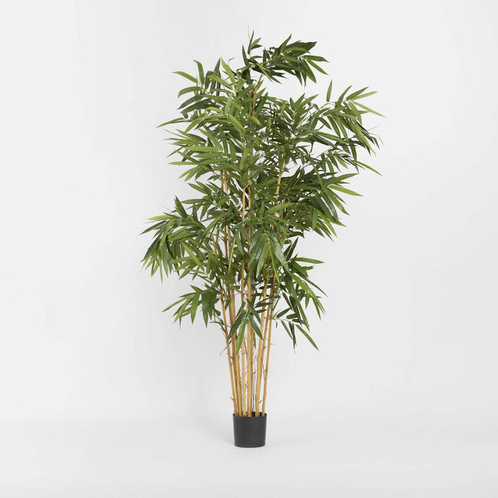 Giant Bamboo Tree 2.4m