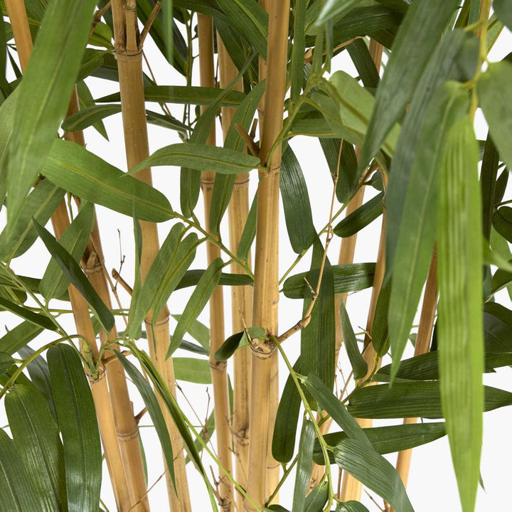 Giant Bamboo Tree 2.4m