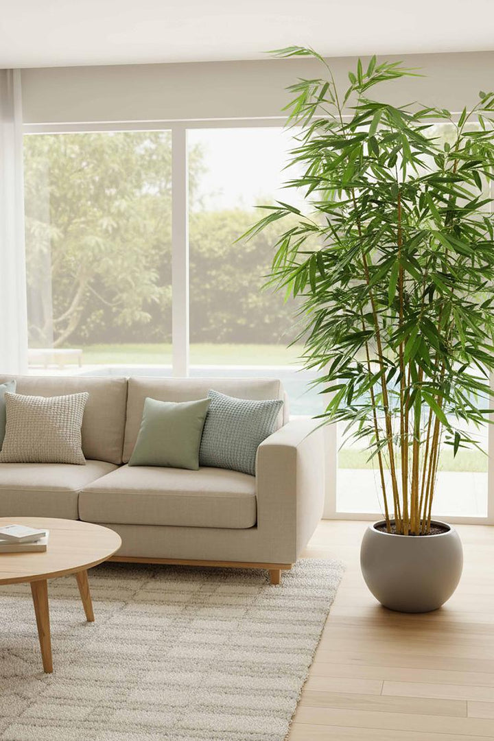 Giant Bamboo Tree 2.4m
