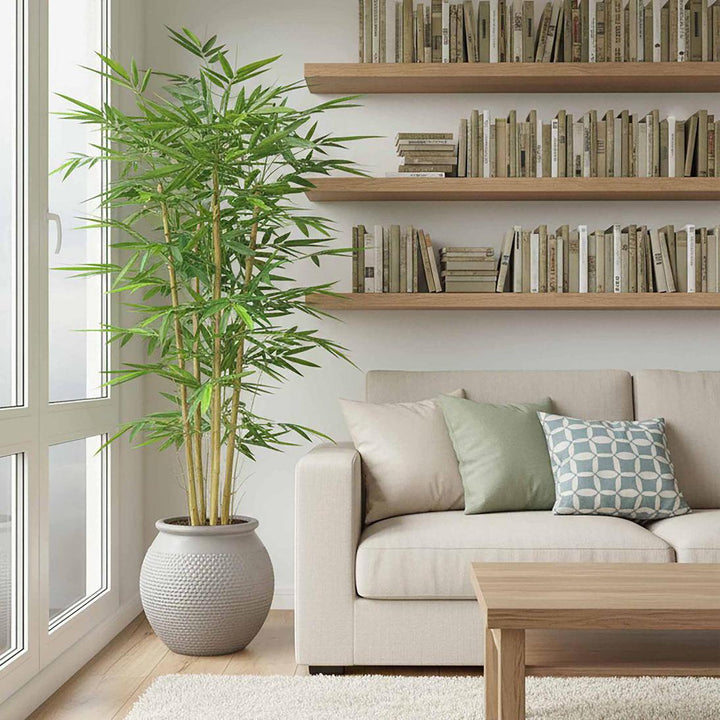 Giant Bamboo Tree 2.4m