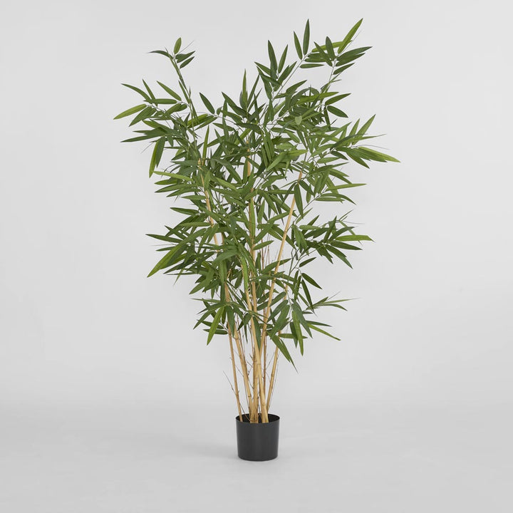 New Bamboo Tree Budget 1.6m