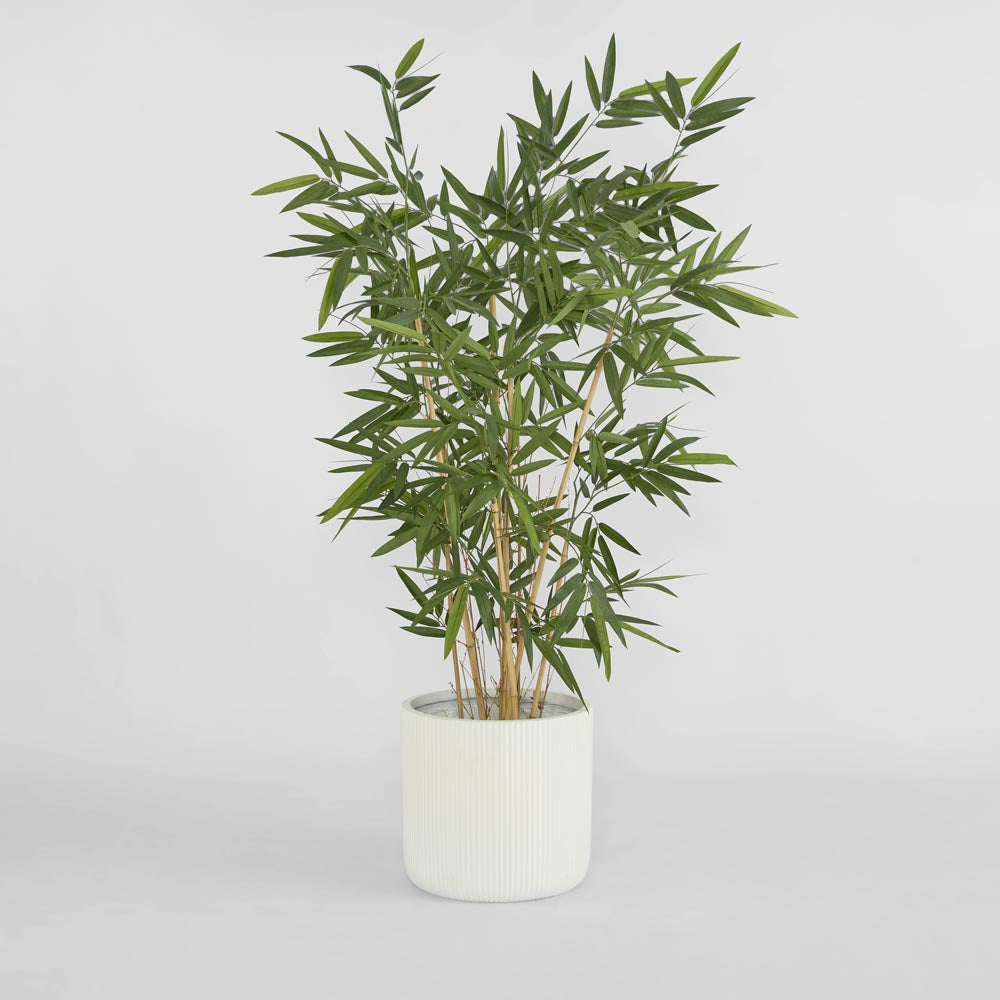 New Bamboo Tree Budget 1.6m
