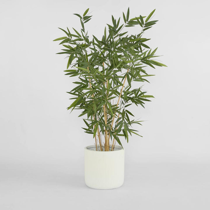 New Bamboo Tree Budget 1.6m