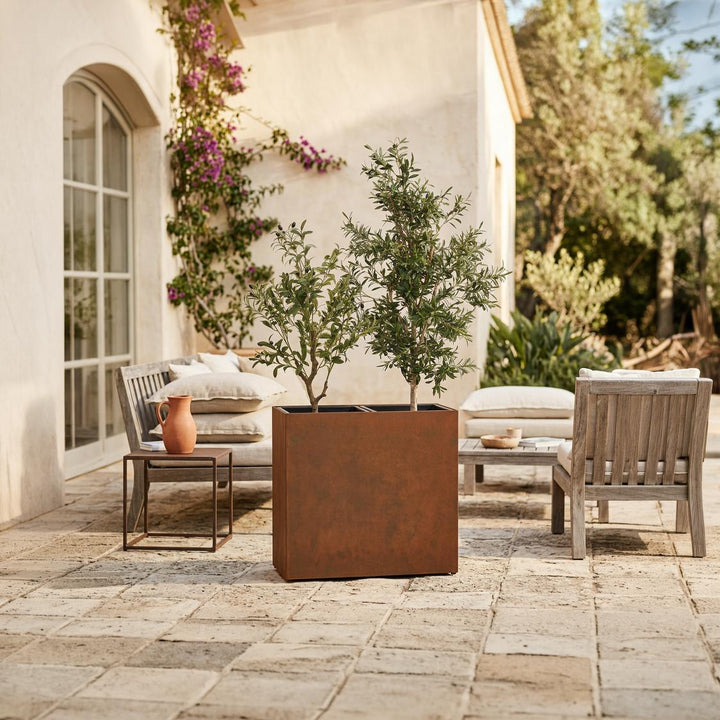 Olive Tree 1.7m