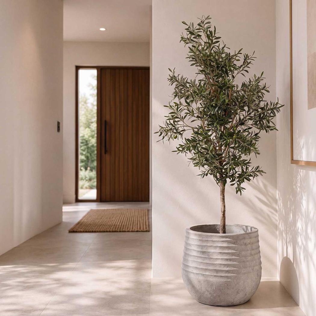 Olive Tree 1.7m