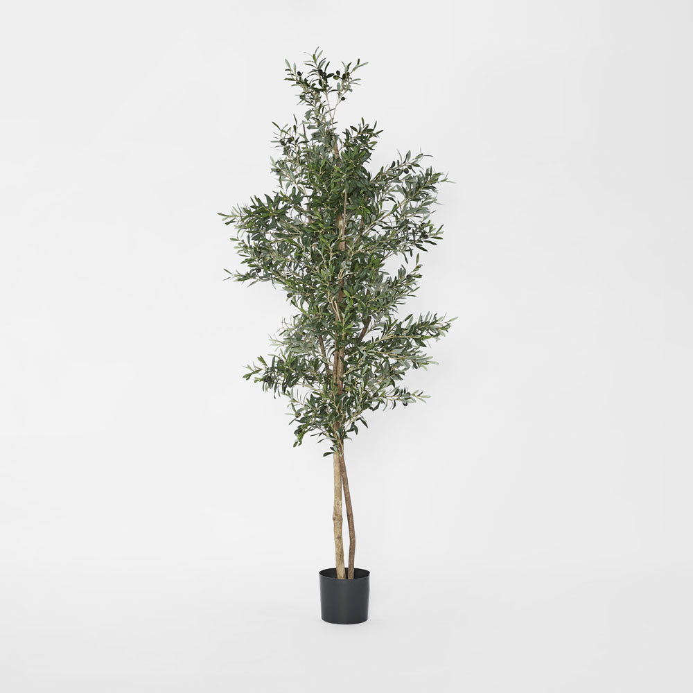 Olive Tree 2m
