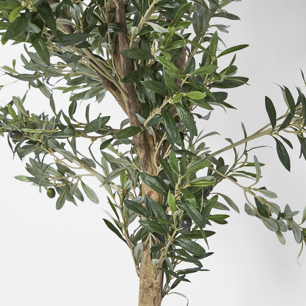 Olive Tree 2m