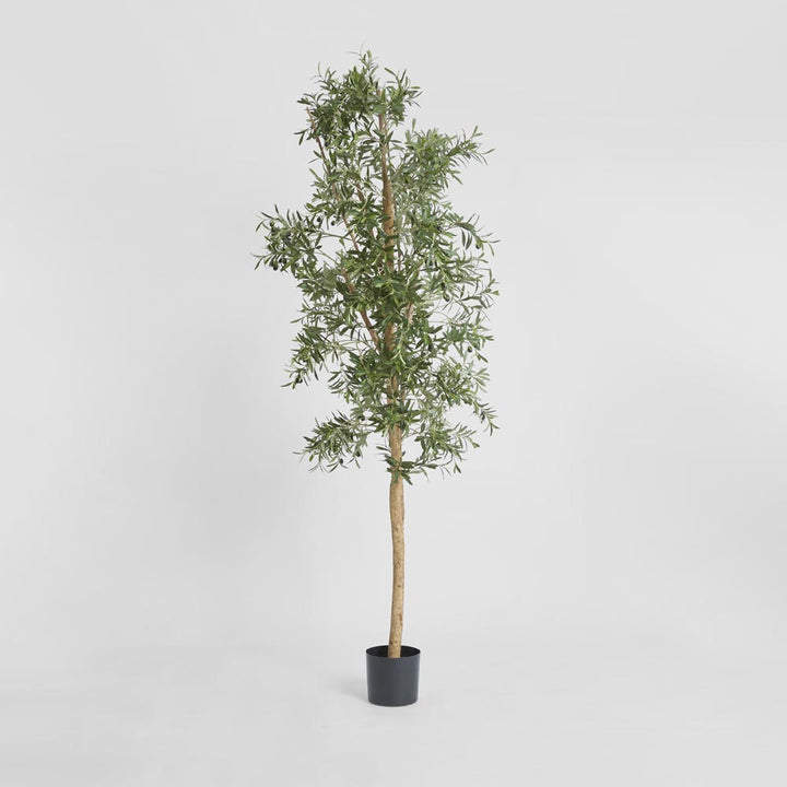 Olive Tree 2.4m