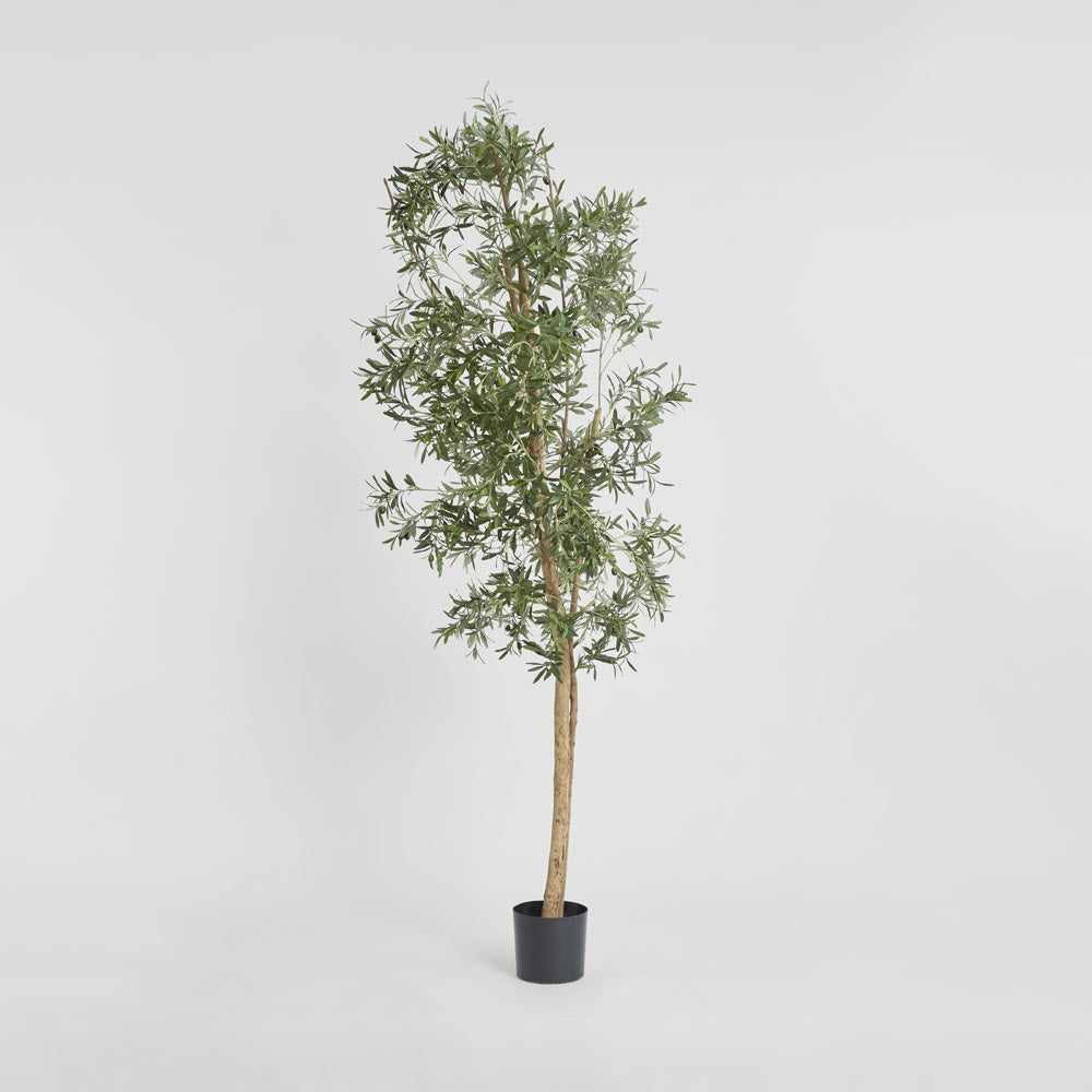 Olive Tree 2.4m