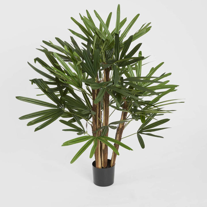Raphis Palm 1m