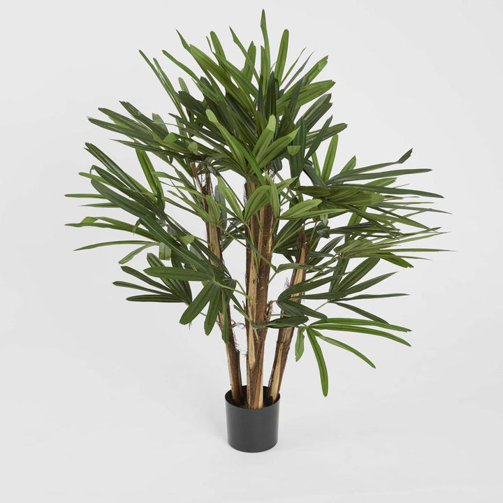 Raphis Palm 1m