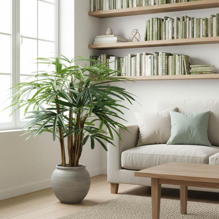 Raphis Palm 1m