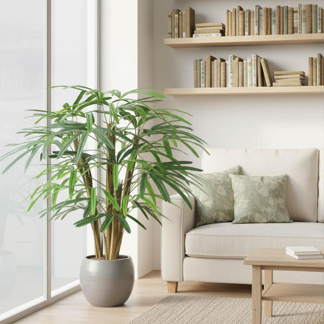 Raphis Palm 1m