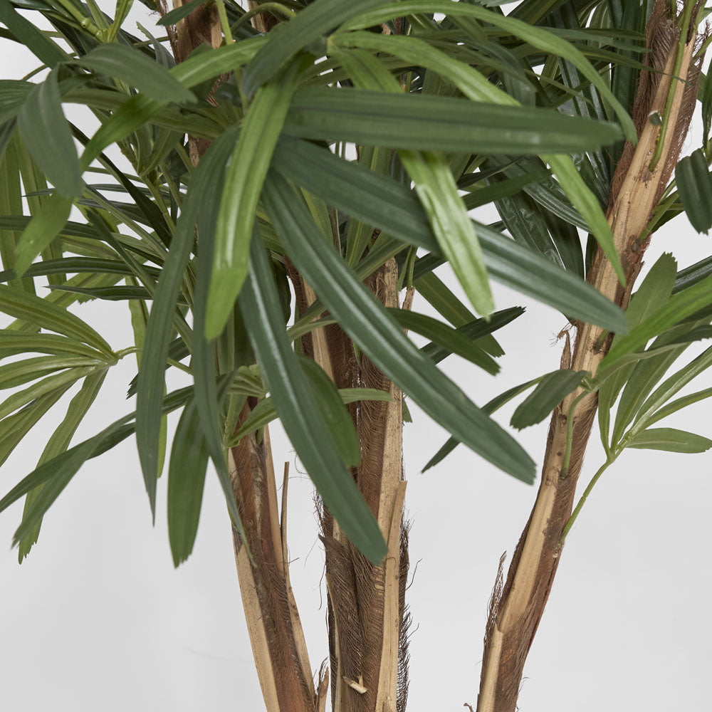 Raphis Palm Thin Leaf 1.2m