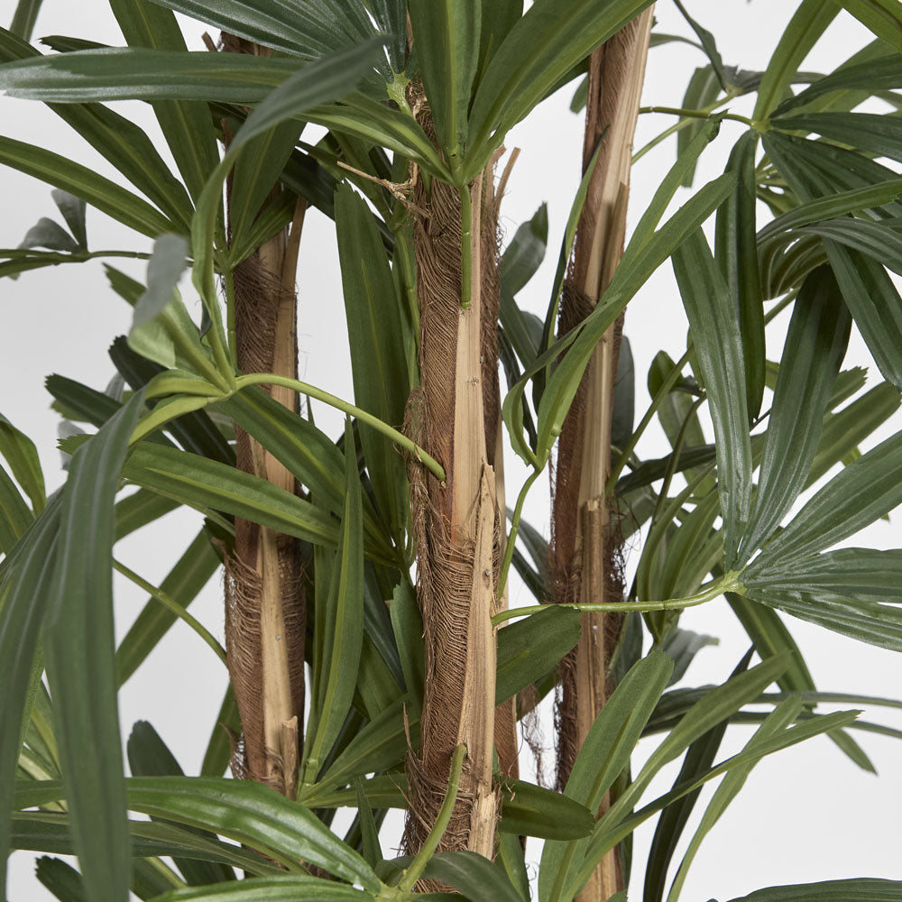 Raphis Palm 1.5m