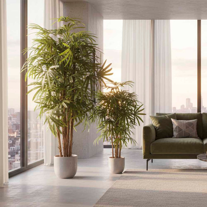 Raphis Palm Thin Leaf 1.6m