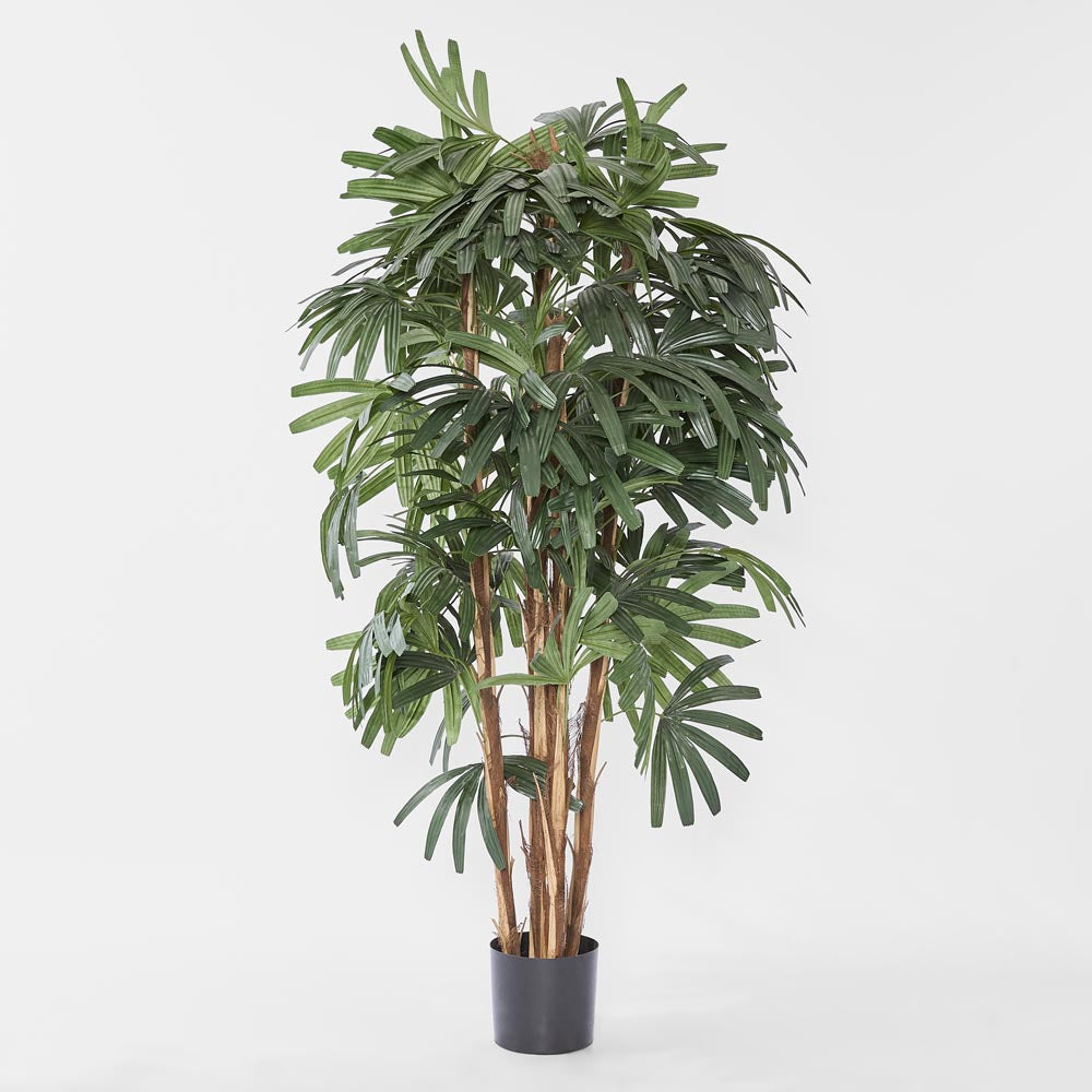 Raphis Palm Broad Leaf 1.8m