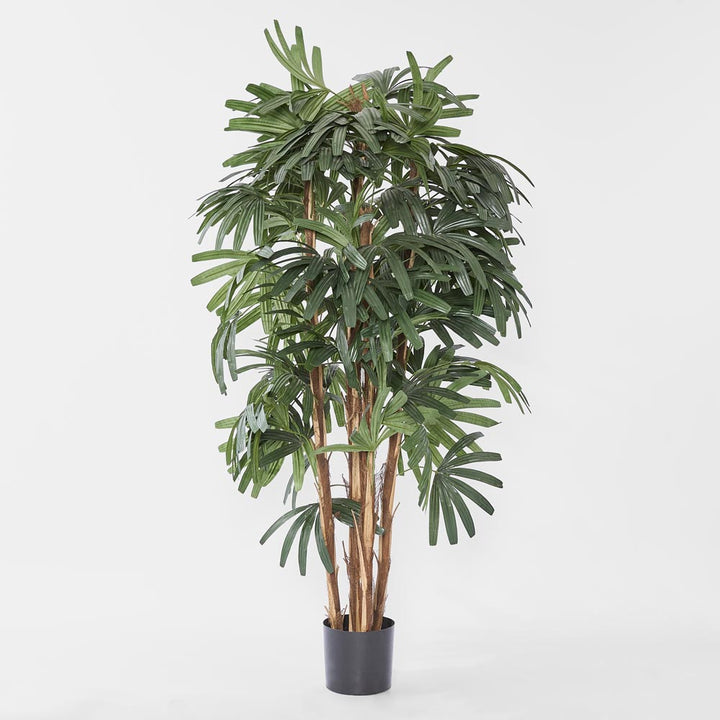 Raphis Palm Broad Leaf 1.8m