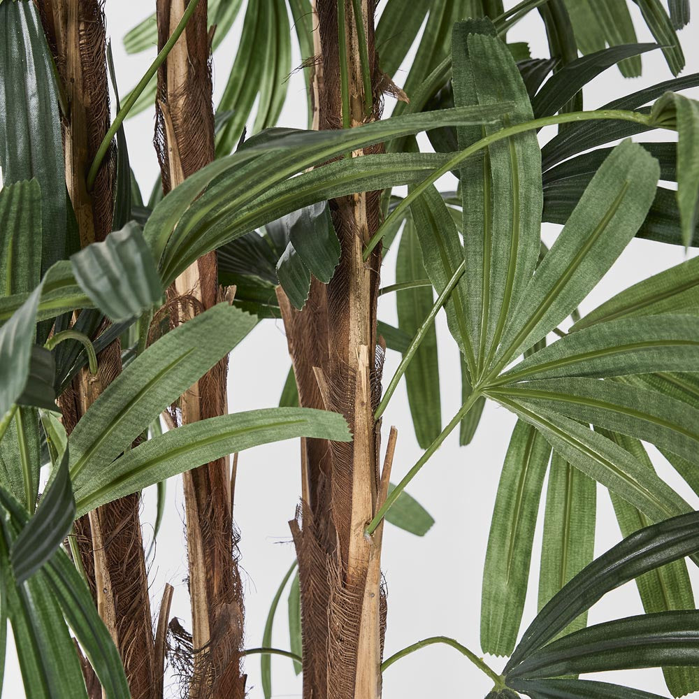 Raphis Palm Broad Leaf 1.8m