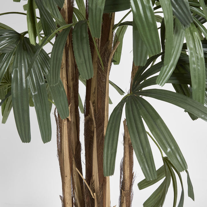 Raphis Palm Thin Leaf 1.8m