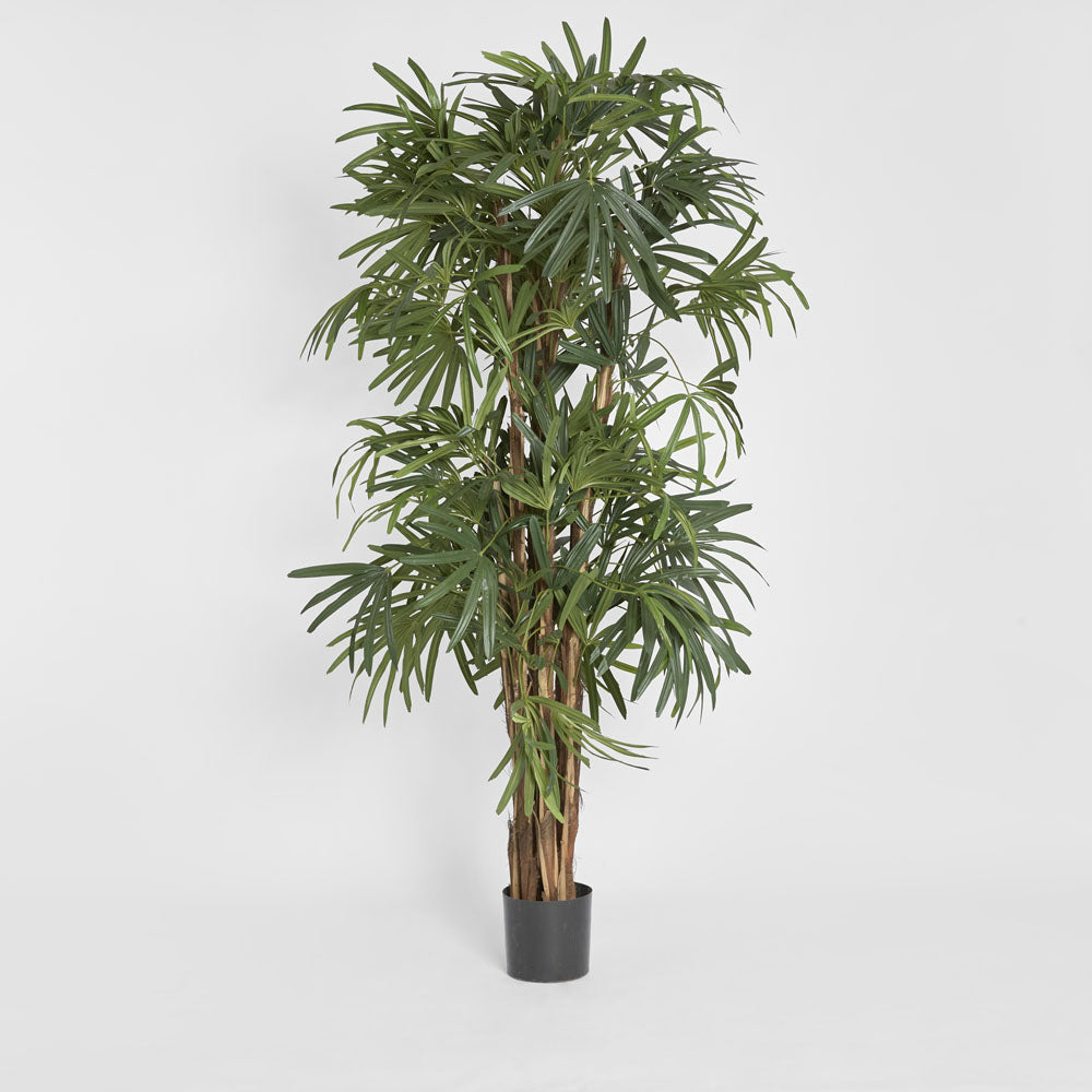 Raphis Palm Thin Leaf 2m