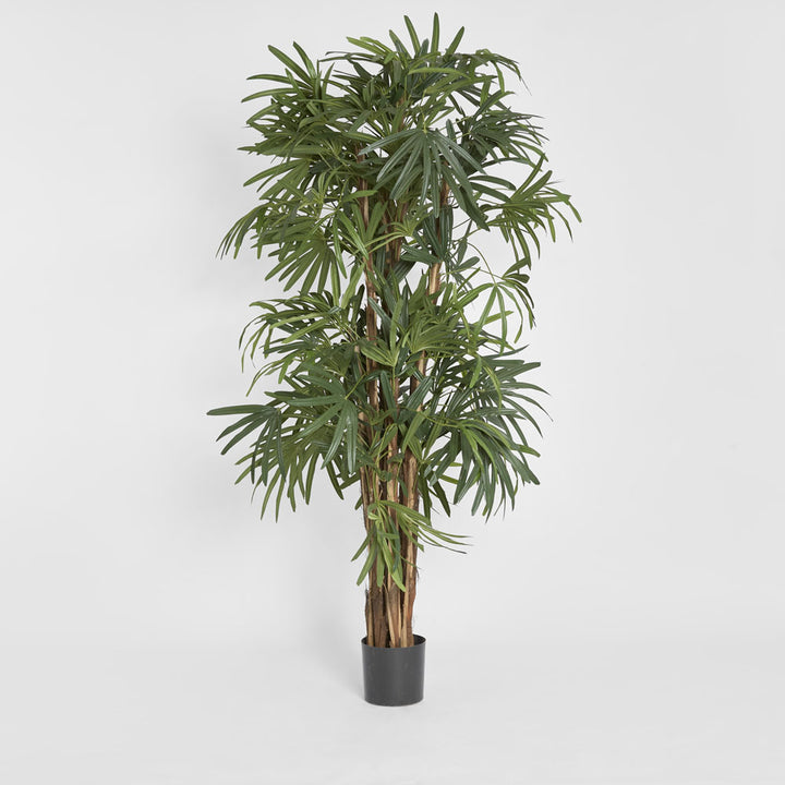 Raphis Palm Thin Leaf 2m