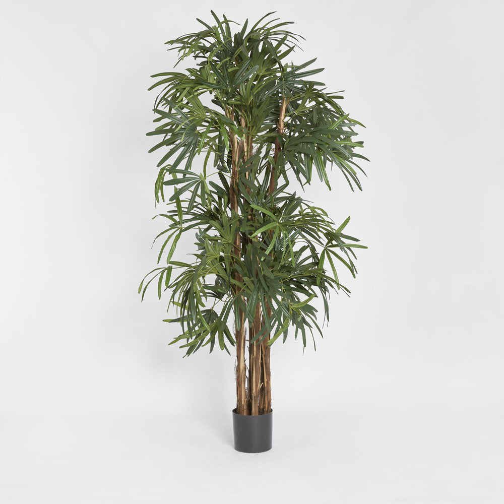 Raphis Palm Thin Leaf 2m