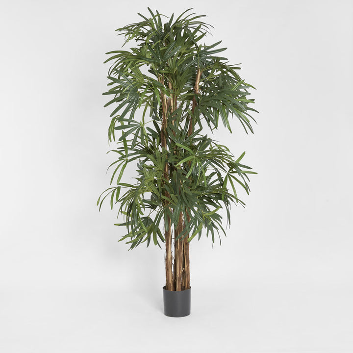 Raphis Palm Thin Leaf 2m