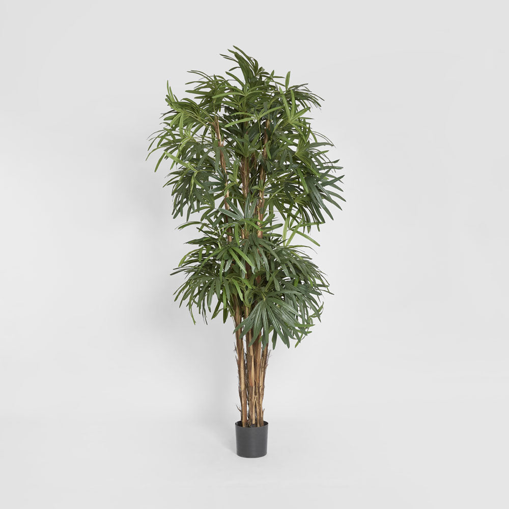 Raphis Palm Thin Leaf 2.4m