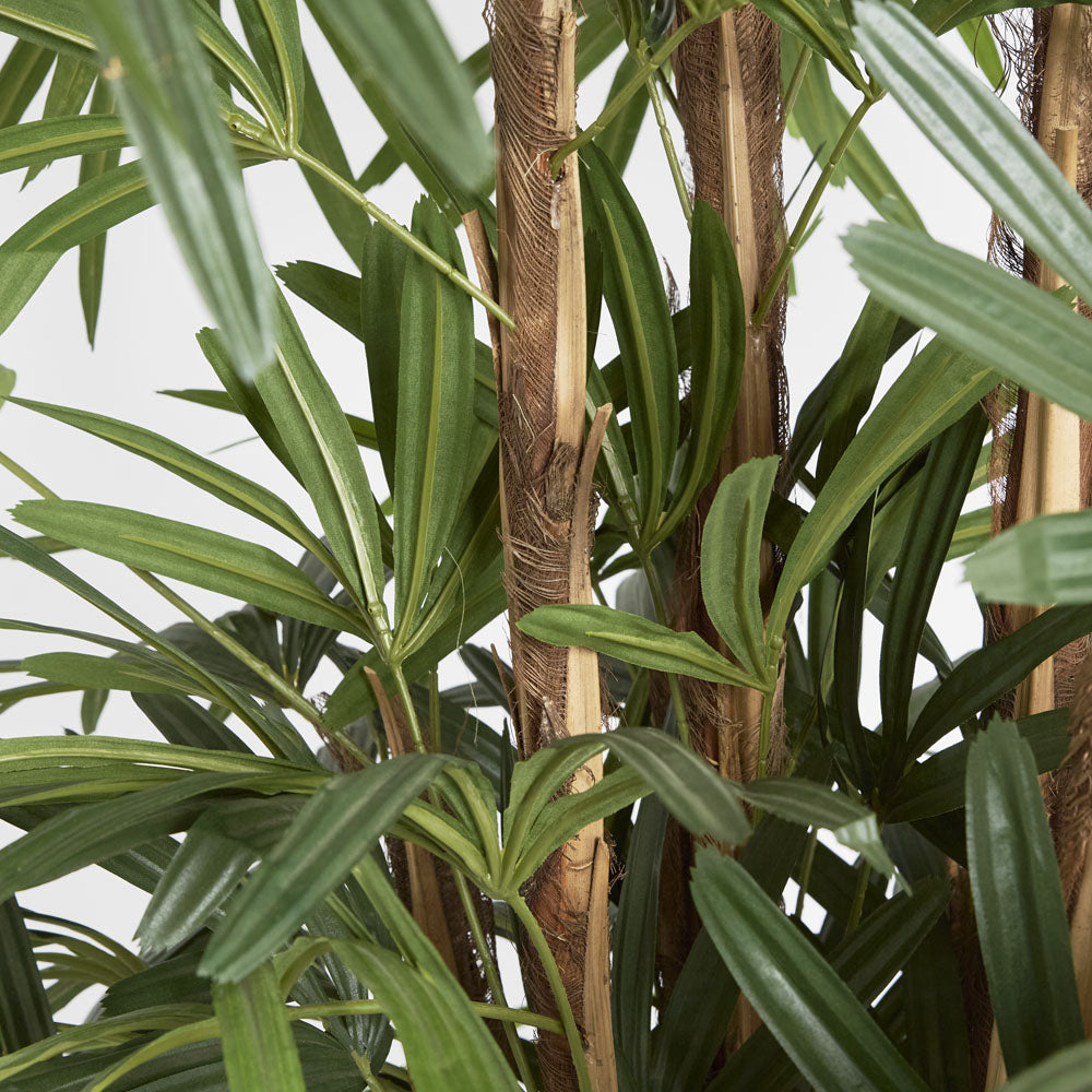 Raphis Palm Thin Leaf 2.4m