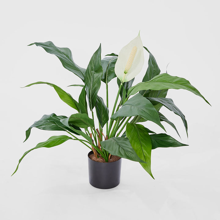 Spathiphyllum Lily White 53cm