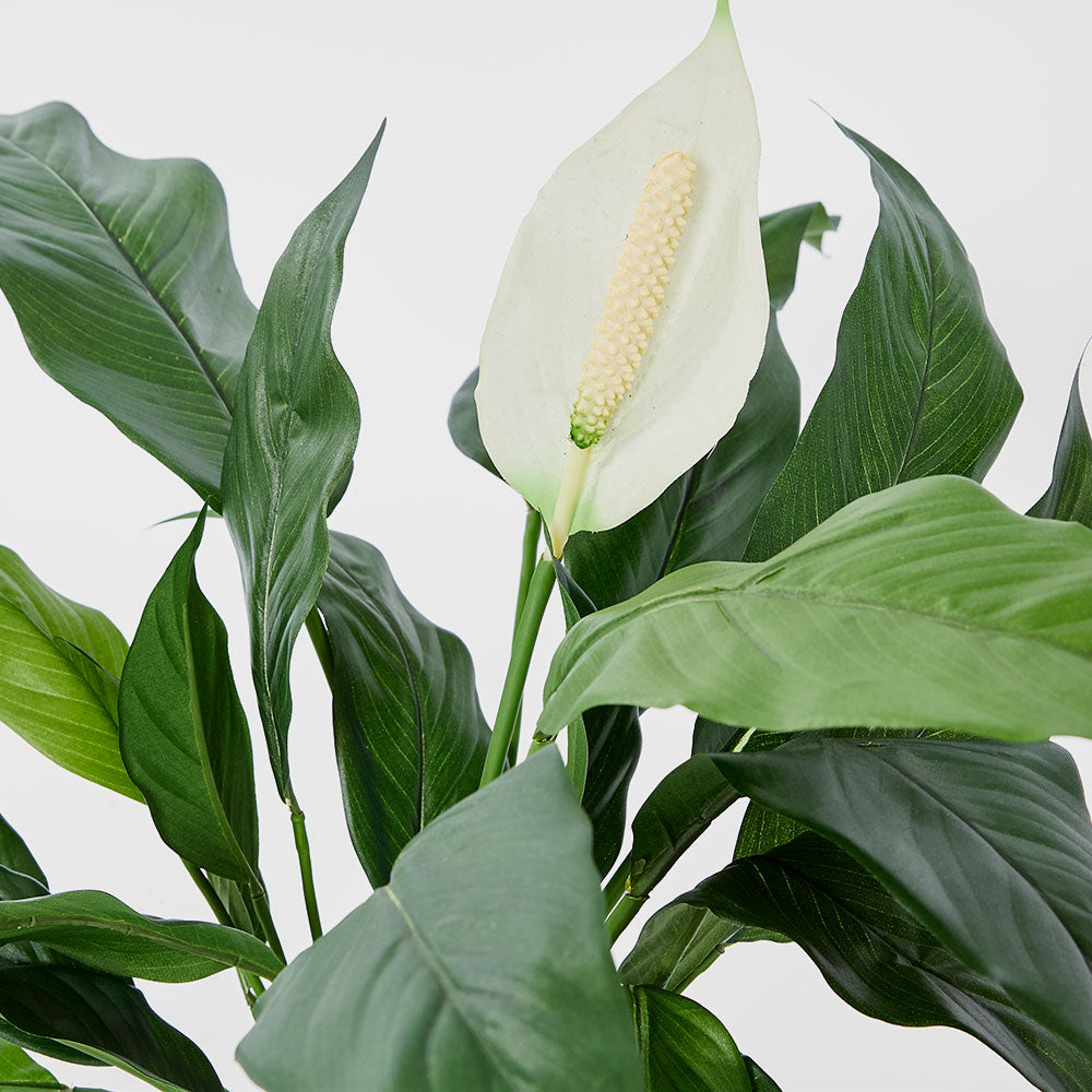 Spathiphyllum Lily White 53cm