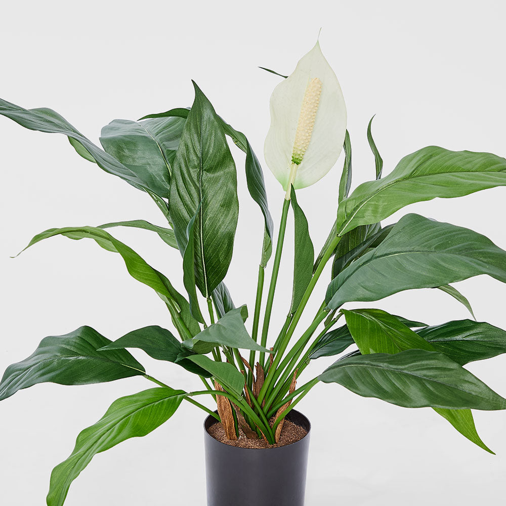Spathiphyllum Lily White 63cm