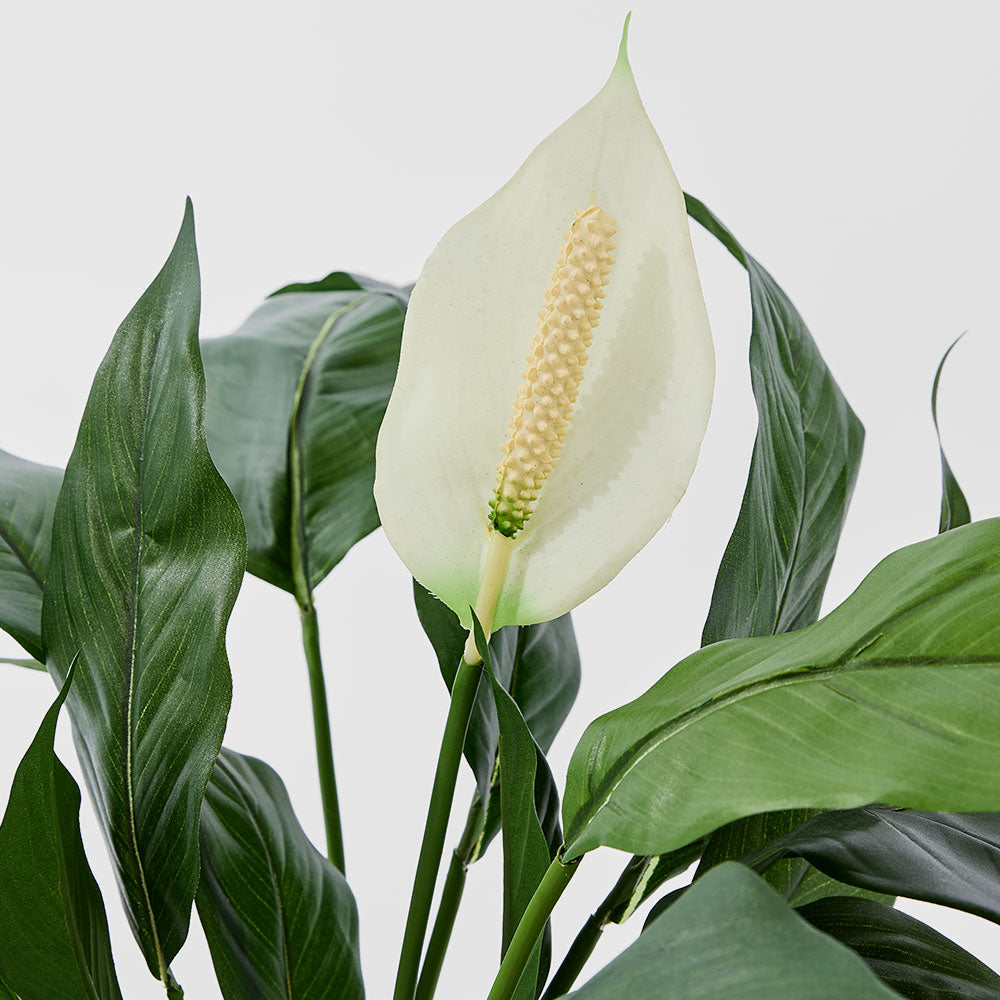 Spathiphyllum Lily White 63cm