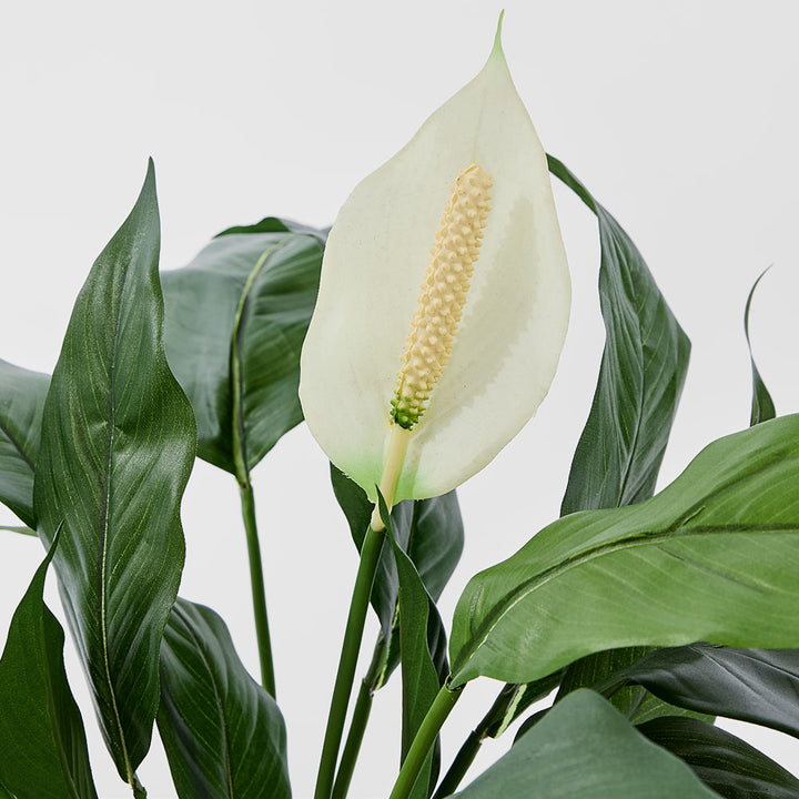 Spathiphyllum Lily White 63cm