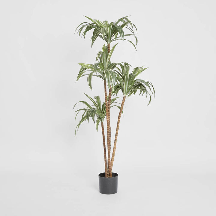 Variegated Dracaena 1.6m