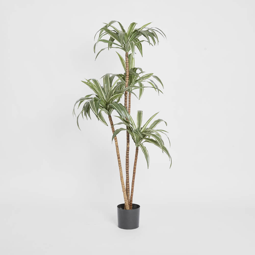 Variegated Dracaena 1.6m