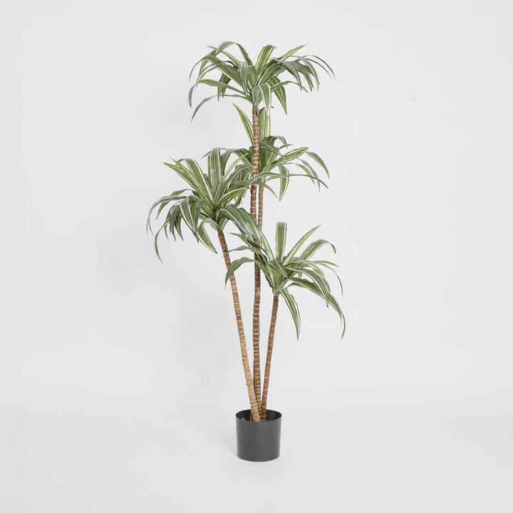 Variegated Dracaena 1.6m