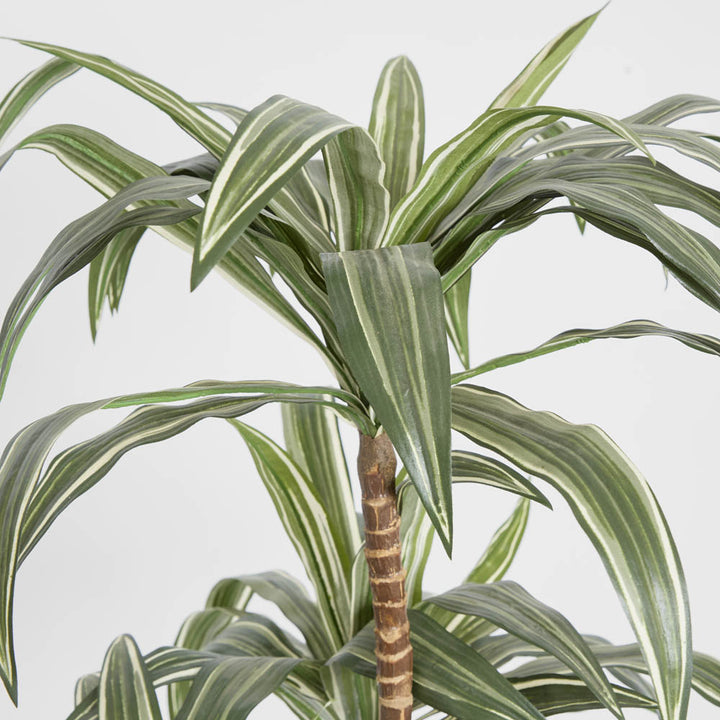 Variegated Dracaena 1.6m