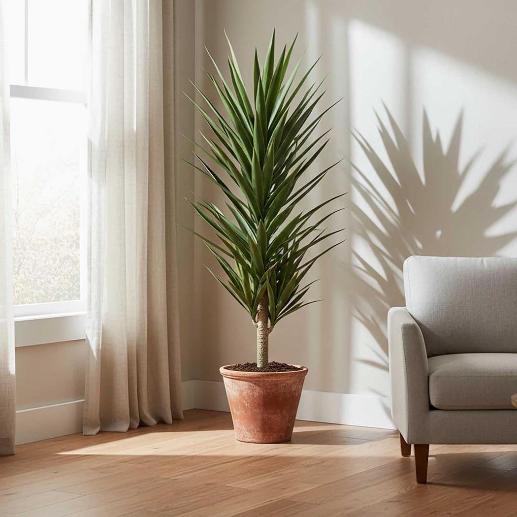 Yucca Plant 1.3m